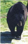 A big scary bear