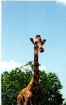 A giraffe, close up