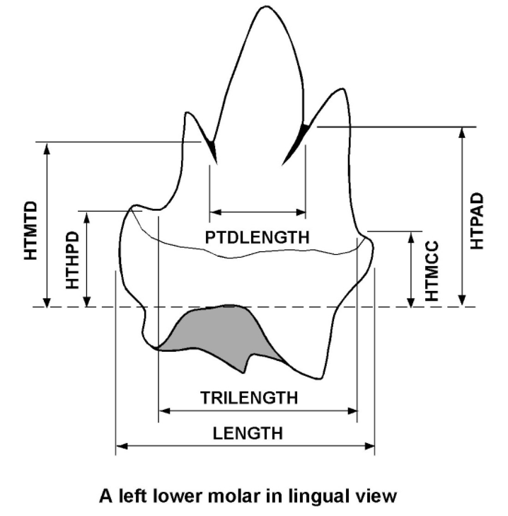 tooth paramaters