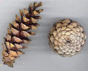 pine cones