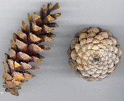 two pine cones