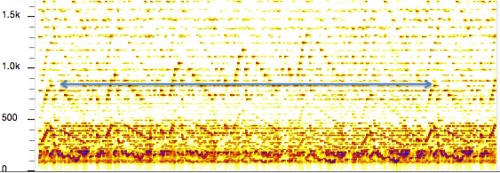 
canon sonogram