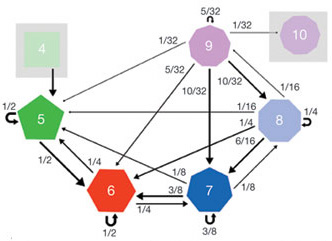 
Markov chain model for distribution of polygonal types