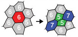polygon mitosis